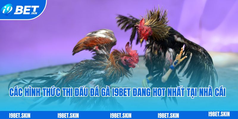 Đá gà i9bet: Sảnh đá gà trực tuyến rực lửa uy tín hiện nay 6 Cac hinh thuc thi dau da ga i9bet hot nhat tai nha cai