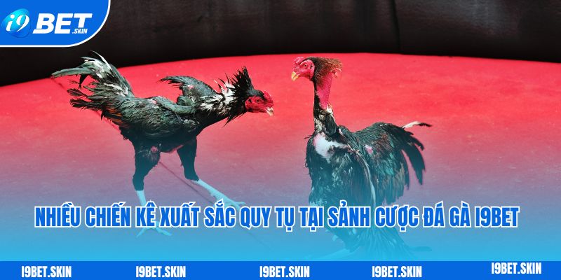 Đá gà i9bet: Sảnh đá gà trực tuyến rực lửa uy tín hiện nay 3 Nhieu chien ke xuat sac quy tu tai sanh cuoc da ga i9bet