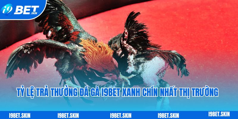 Đá gà i9bet: Sảnh đá gà trực tuyến rực lửa uy tín hiện nay 4 Ty le tra thuong da ga i9bet xanh chin nhat thi truong